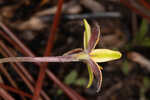 Fringed yellow star-grass